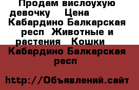 Продам вислоухую девочку. › Цена ­ 3 000 - Кабардино-Балкарская респ. Животные и растения » Кошки   . Кабардино-Балкарская респ.